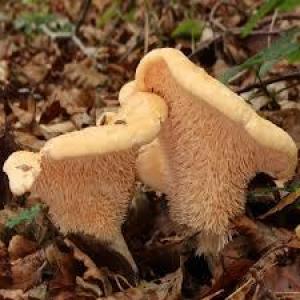 Hedgehog Mushrooms
