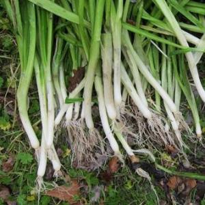 Wild Onions