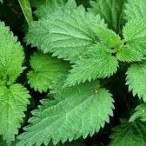 Stinging Nettles