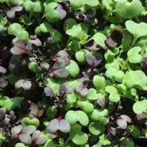 Spicy Mustard Mix Microgreens