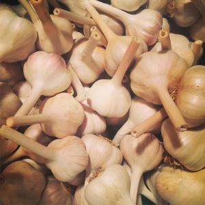 ALL GARLIC CSA . Multiple product options available: 2