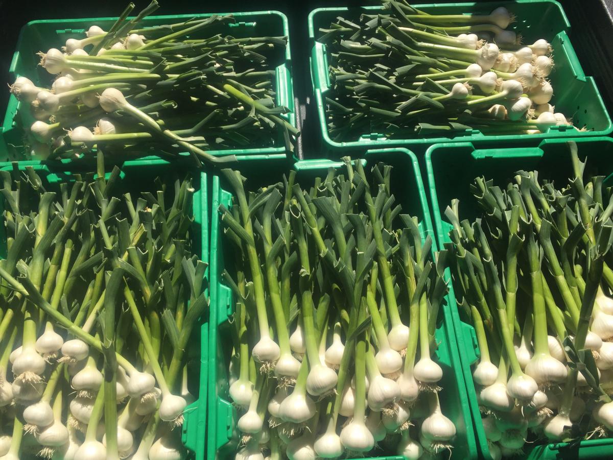 Garlic Growing WorkShops