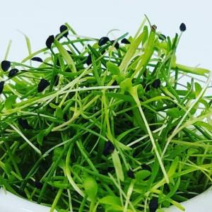 Mire Poix Microgreens