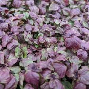 Shiso Microgreens