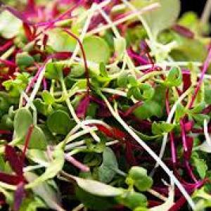 Color Mix Microgreens