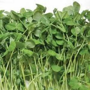 Pea Shoots