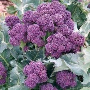 Purple Sprouted Broccoli