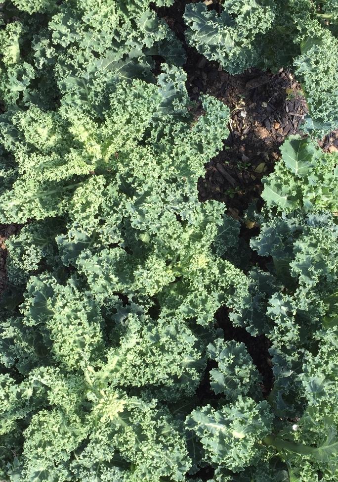 Produce- Curly Green Kale