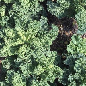 Produce- Curly Green Kale