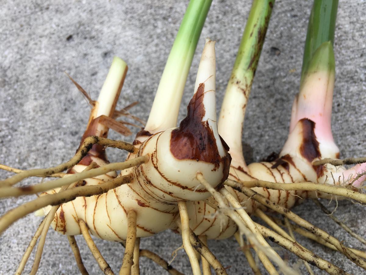 Galangal Root Fresh Organic ~ Amazing Beneficial Spice/Condiment