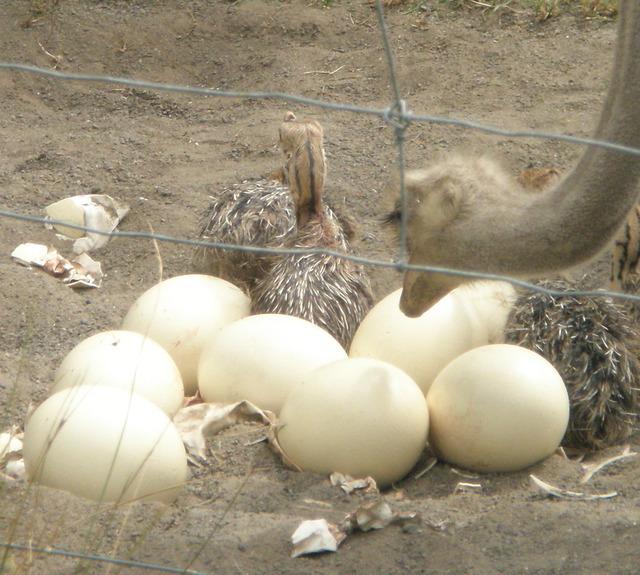 Ostrich Chicks , Ostrich Eggs and Ostrich feathers.