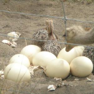Ostrich Chicks , Ostrich Eggs and Ostrich feathers.