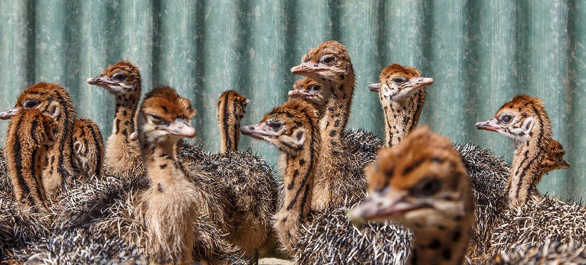 All About Ostrich Eggs (and What You Can Do With Them) - American Ostrich  Farms