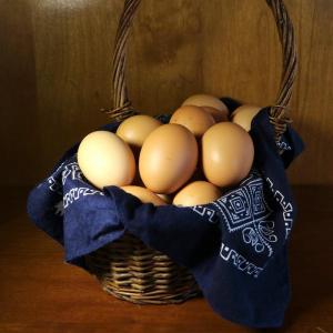 Pastured fertile chicken eggs