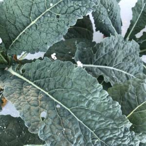 Produce- Lacinato Kale