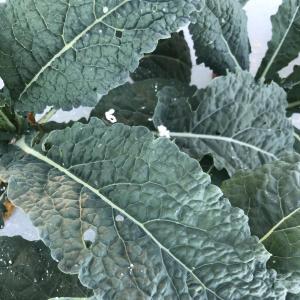 Produce- Kale. Multiple product options available: 4