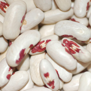 Beans - Red Eye Soldier. Multiple product options available: 3