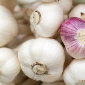 German White Garlic. Multiple product options available: 2
