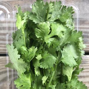 Herbs, Cilantro