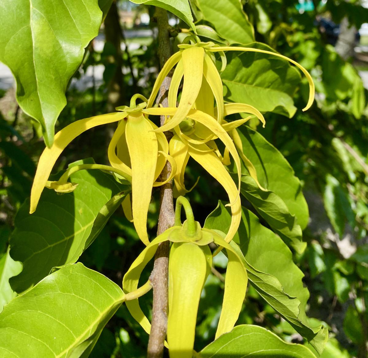 Ylang Ylang Flower Blossoms ~ Fragrant by Nature  Slow Dried 