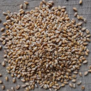 wheat berries - hard red. Multiple product options available: 5