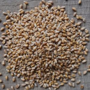 wheat berries - hard red