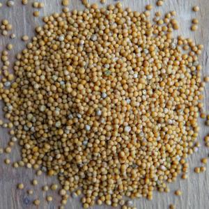 mustard seeds - yellow