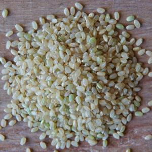 rice - short grain koshihikari