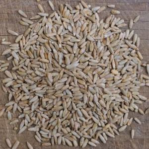 rye berries. Multiple product options available: 5