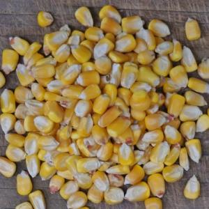 corn kernels - yellow dent