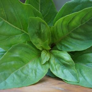 basil - thai. Multiple product options available: 2