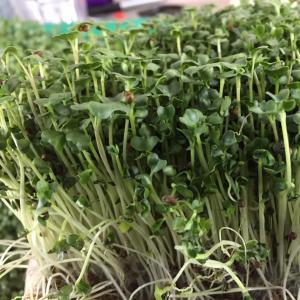 Broccoli Microgreens