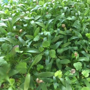 Cilantro Microgreens