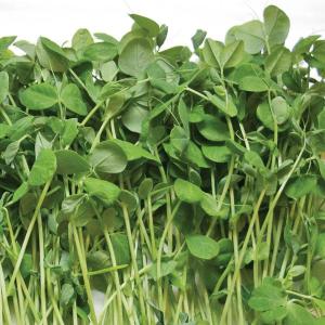 Pea Shoots Microgreens