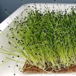 Leeks Microgreens