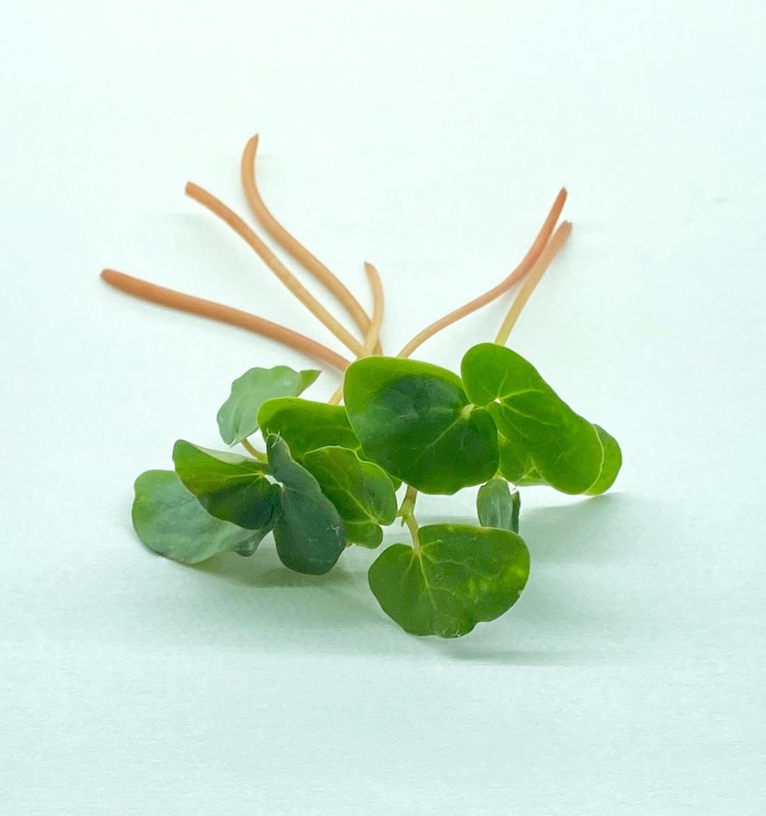 Microgreen Buckwheat All About Fresh