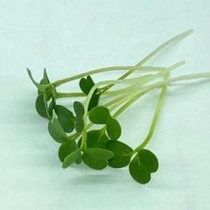 Microgreen - Arugula - PREORDER