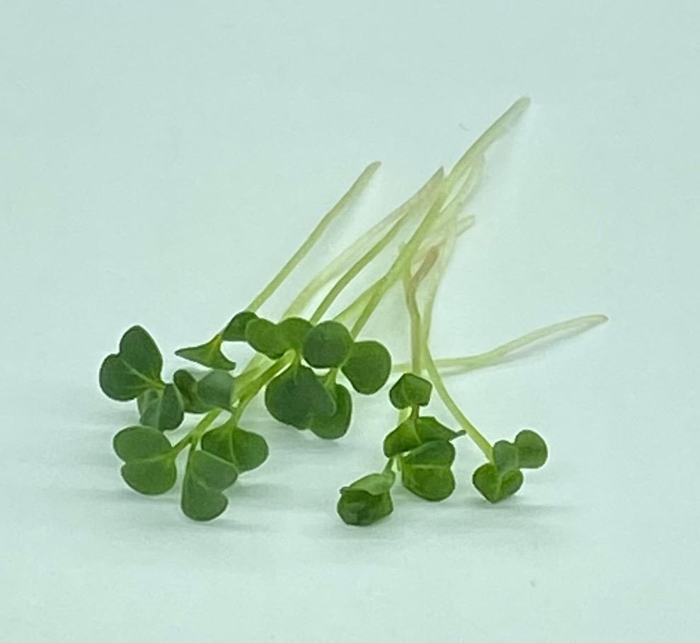 Microgreen - Broccoli Raab/Rapini - PREORDER