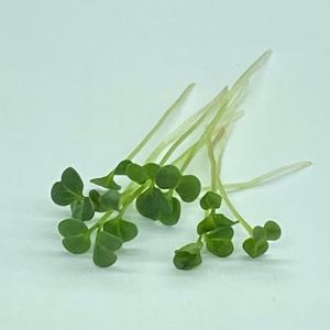 Microgreen - Broccoli Raab/Rapini - PREORDER