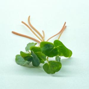 Microgreen - Buckwheat - PREORDER