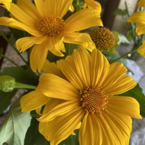 Mexican Sunflower Cuttings Un-rooted . Multiple product options available: 2