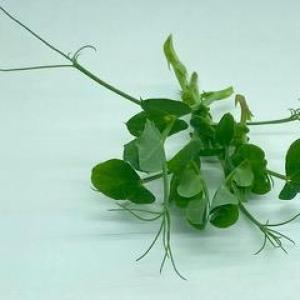 Microgreen - Pea Tendrils - PREORDER