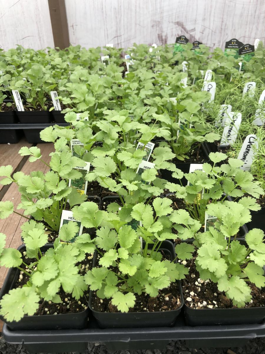 Sharp�s Farm Vegetable and Herb Starter Plants Clark�s