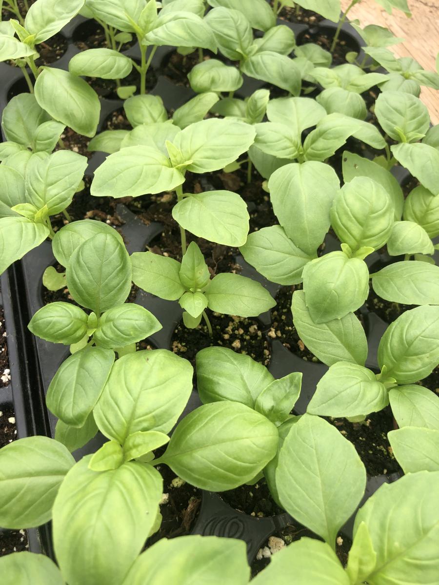 Sharp's Farm Vegetable and Herb Starter Plants Clark's