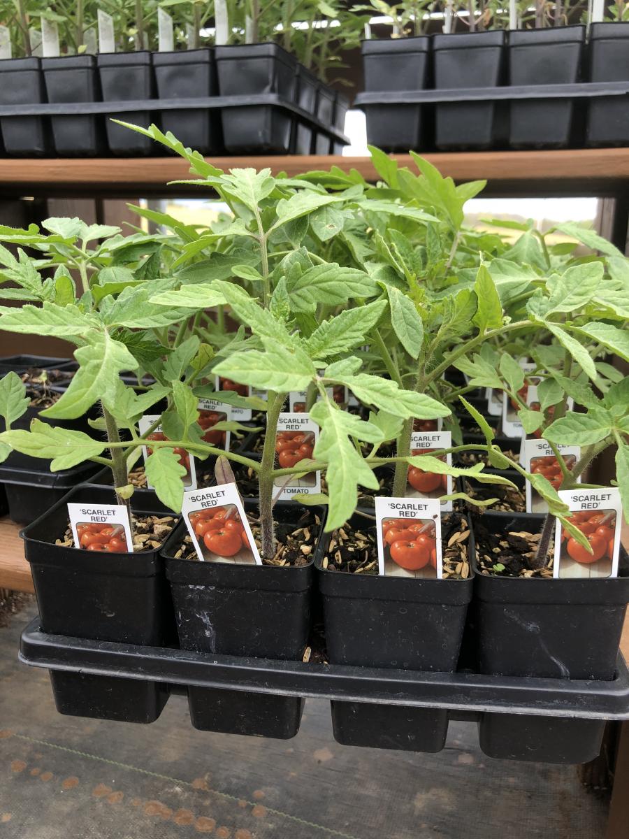 Sharp�s Farm Vegetable and Herb Starter Plants Clark�s