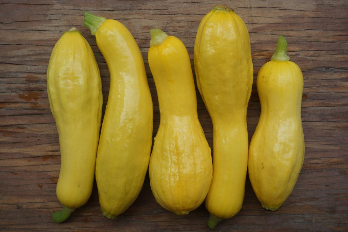 yellow squash