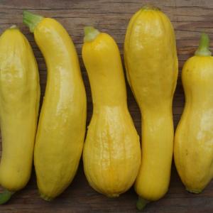 summer squash - yellow tempest. Multiple product options available: 4