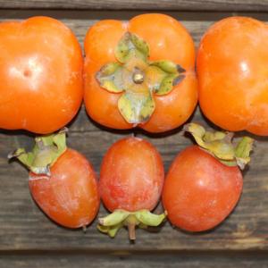 persimmon - astringent-type (must be eaten soft). Multiple product options available: 3