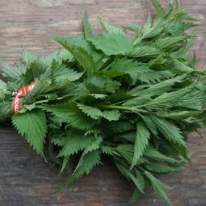 stinging nettle