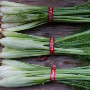 fennel. Multiple product options available: 4